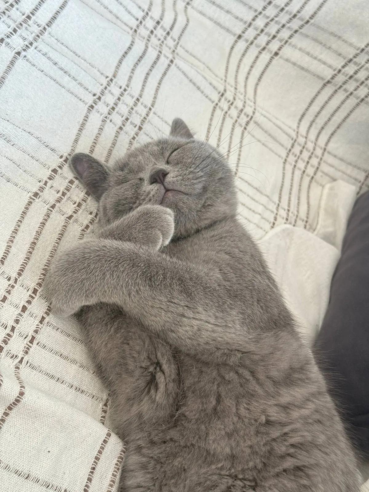 Шотландский котёнок, 5 месяцев, прямоухий