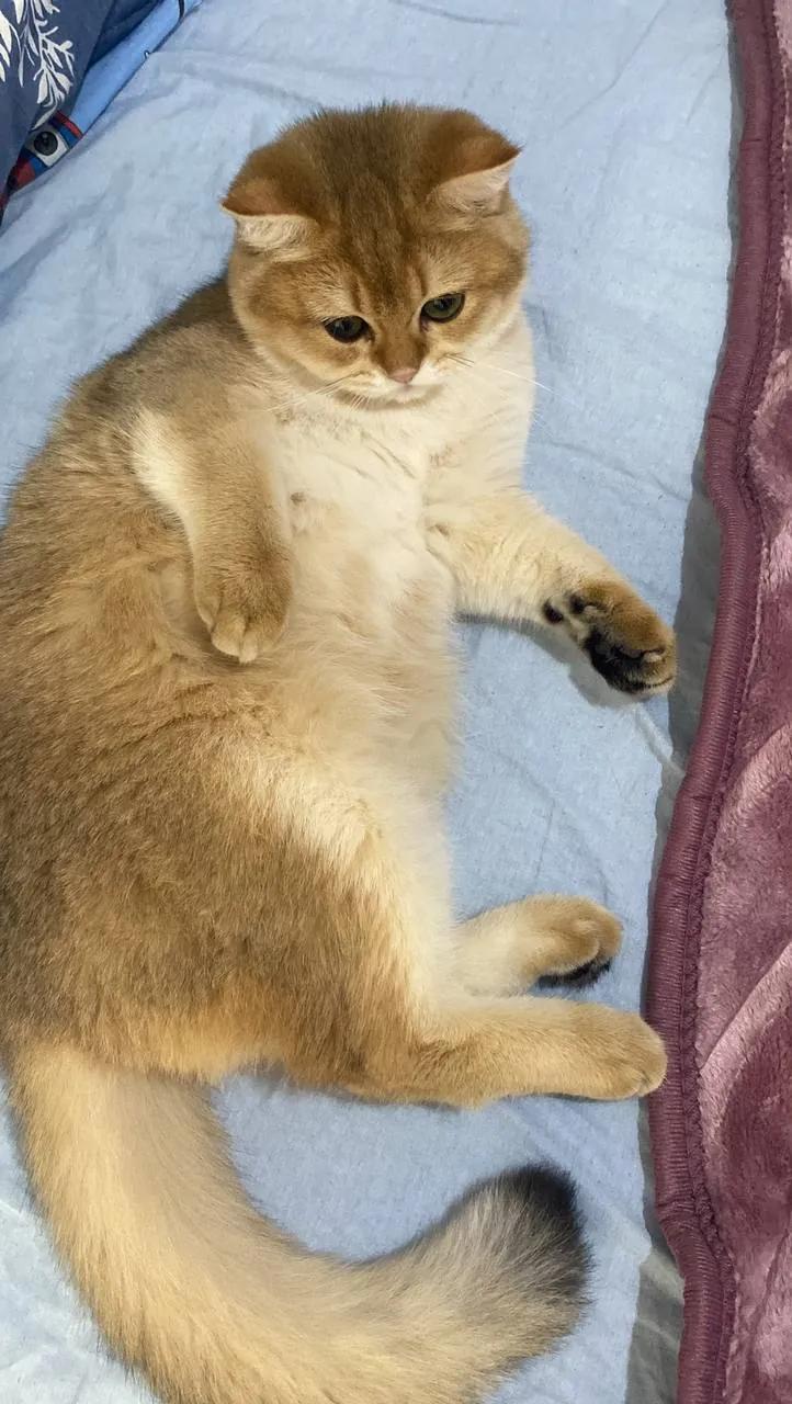 Кот или кошка ищут дом