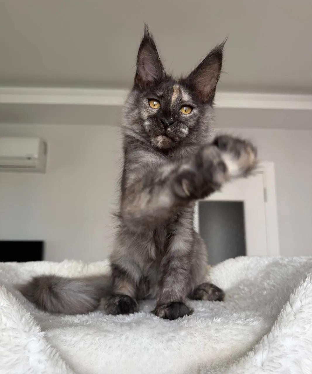 Котёнок мейн-кун девочка дымная черепаха