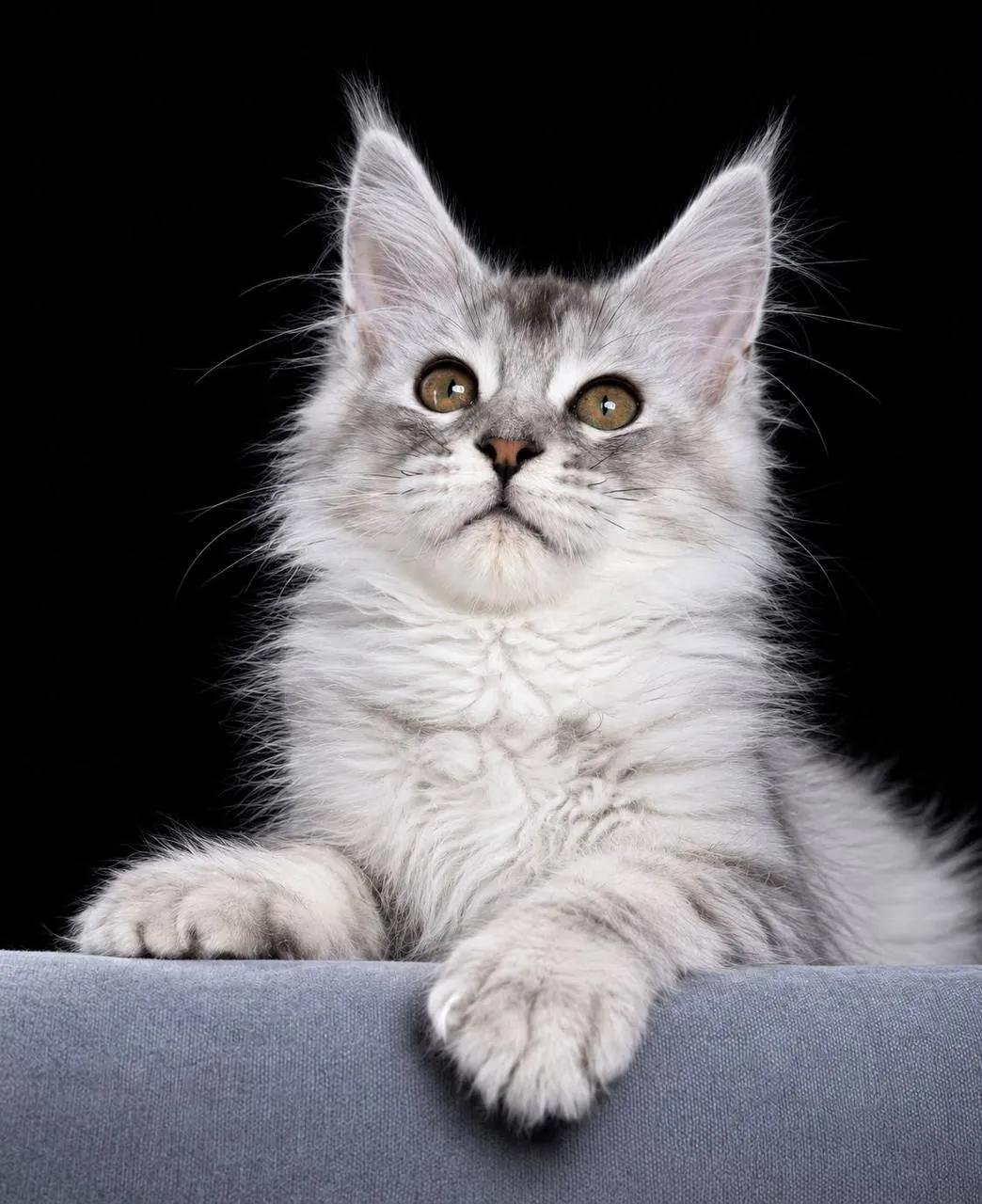 Котёнок мейн-кун, мальчик