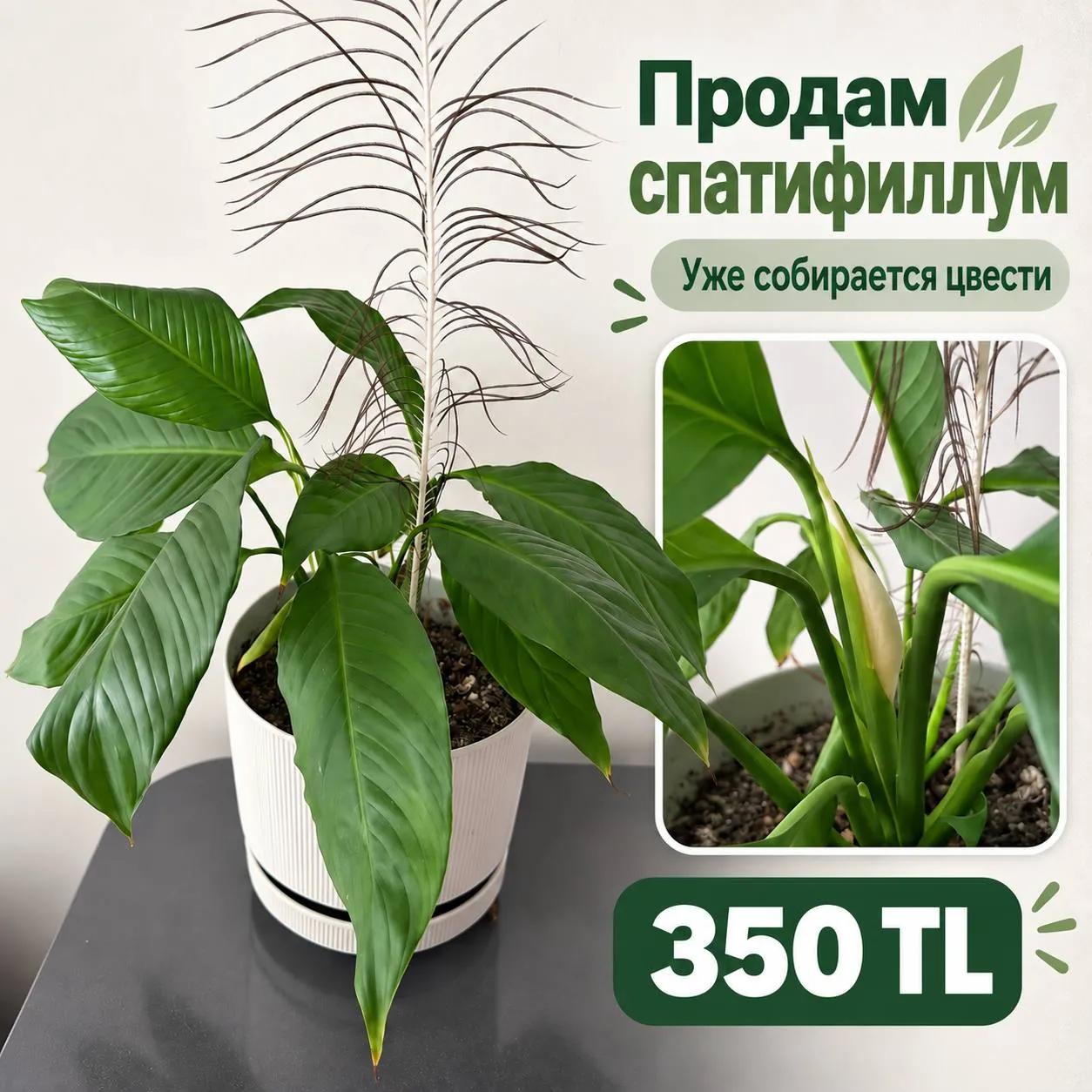 Комнатное растение спатифиллум
