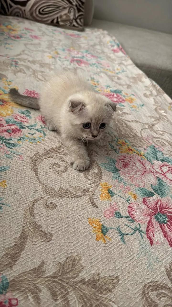 Котёнок шотландской вислоухой ищет дом