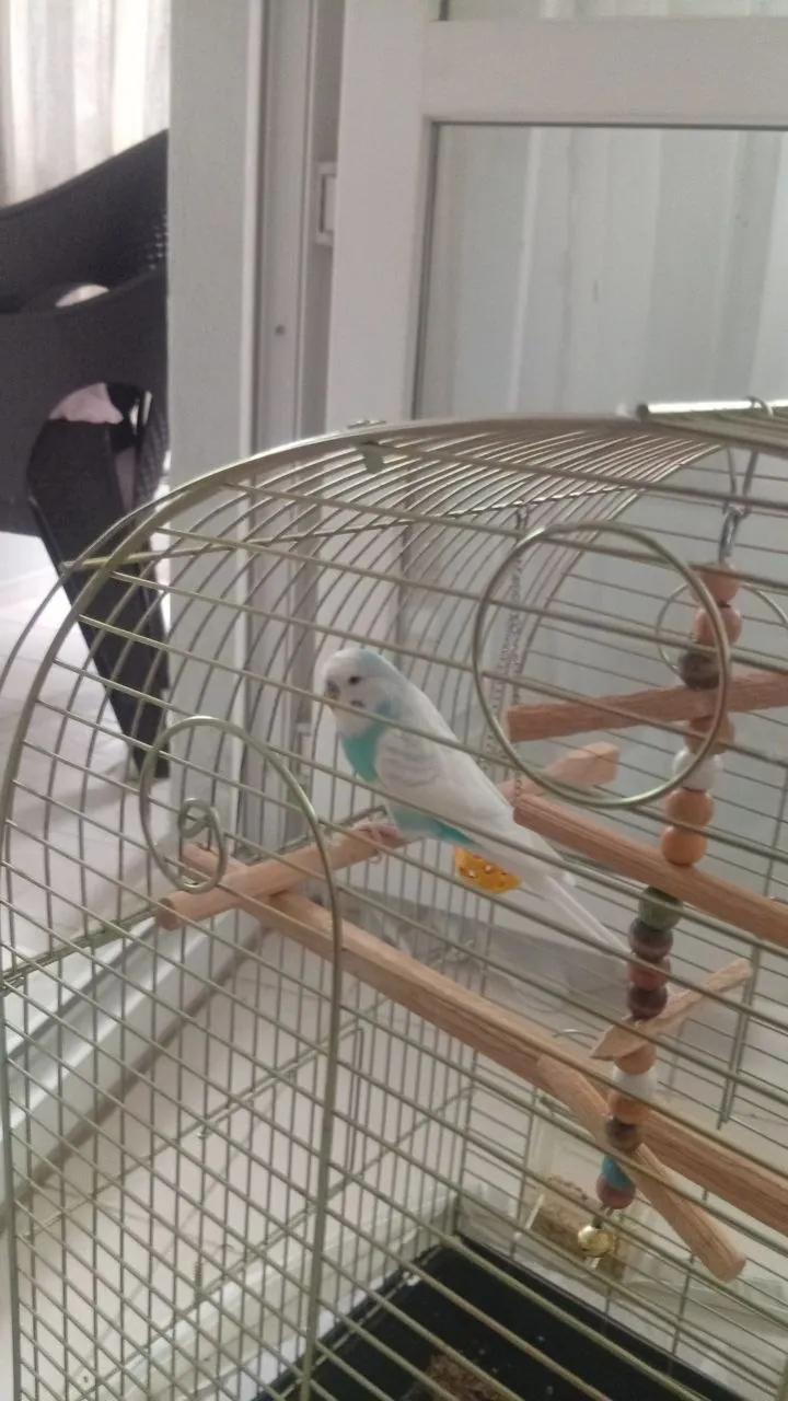 Попугай с клеткой