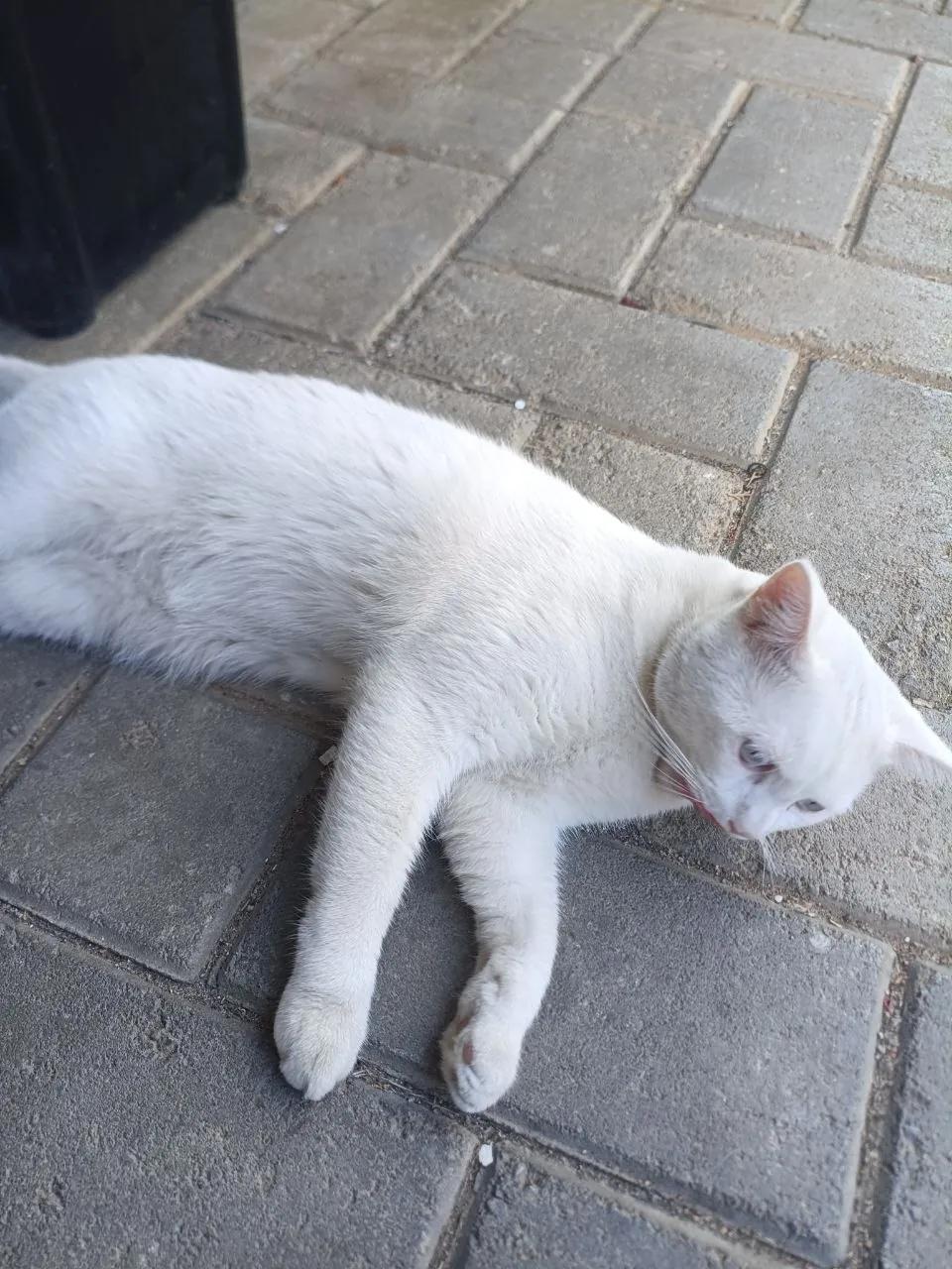 Ласковый котик ищет новый дом