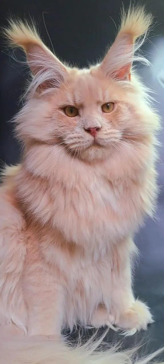 Кот в добрые руки