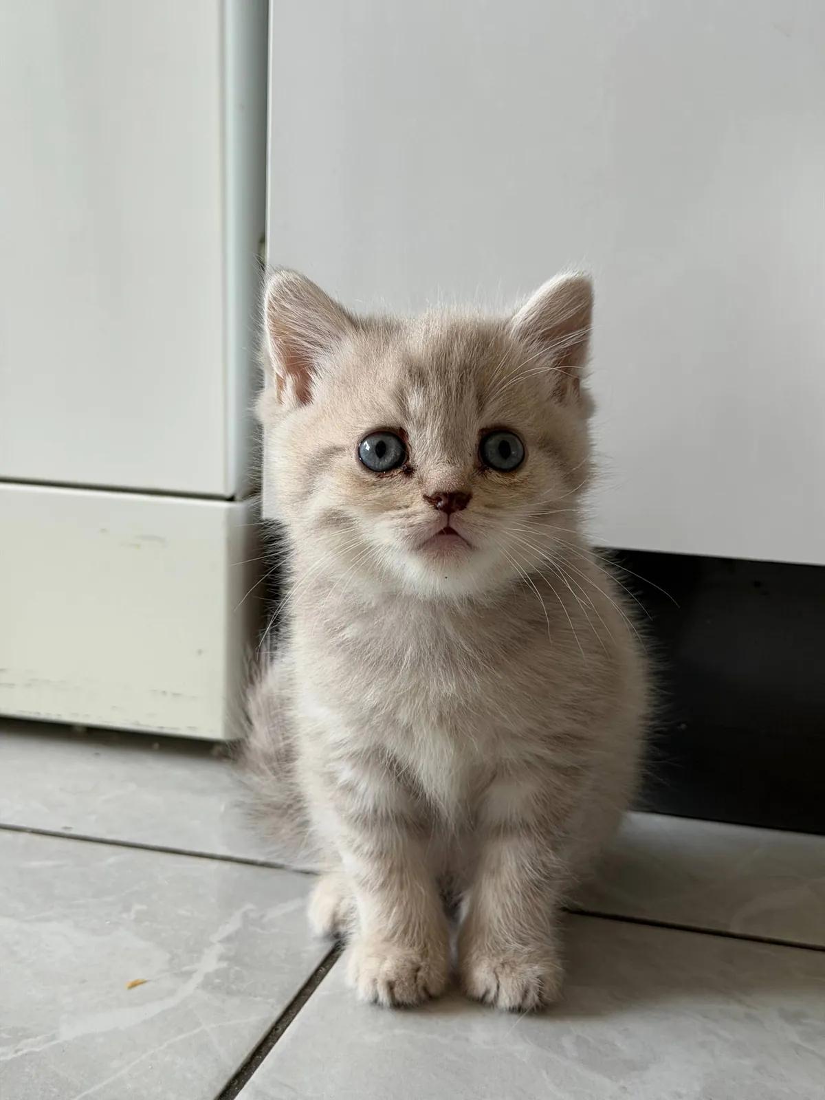 Котята на продажу
