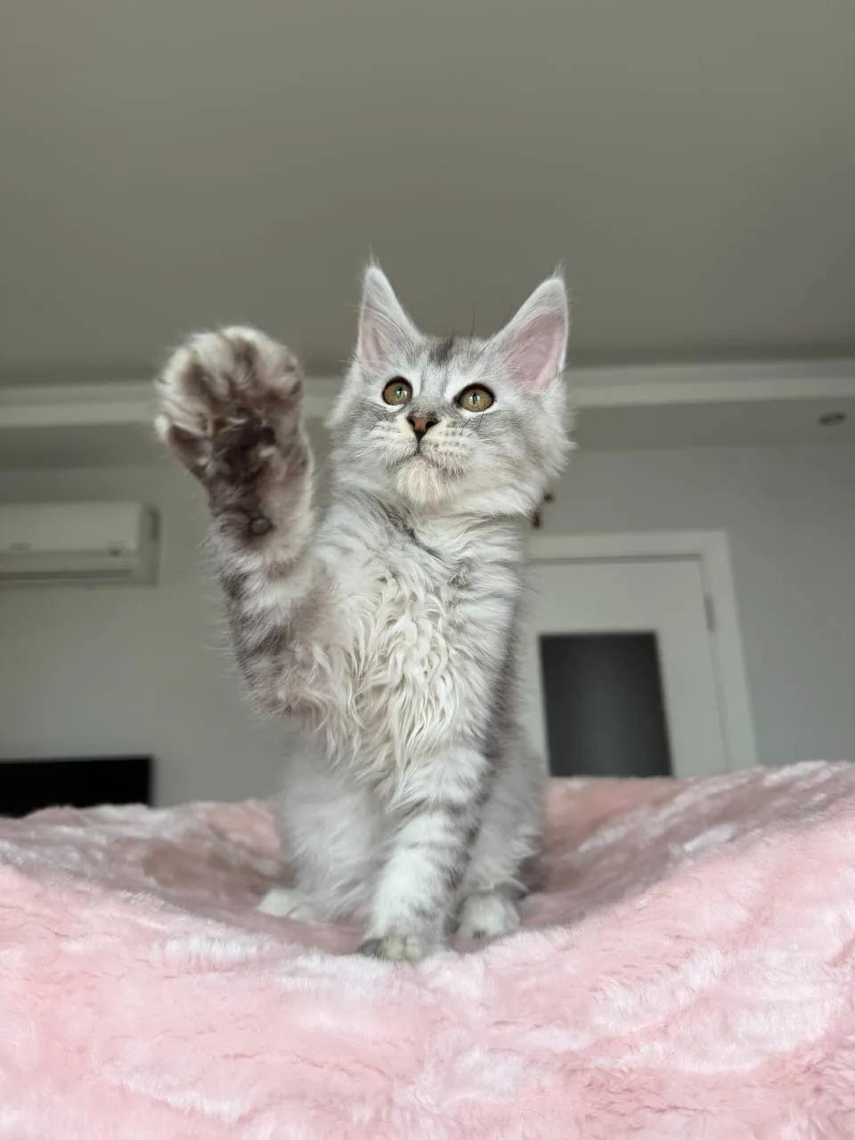 Котёнок мейн-кун мальчик 3 месяца