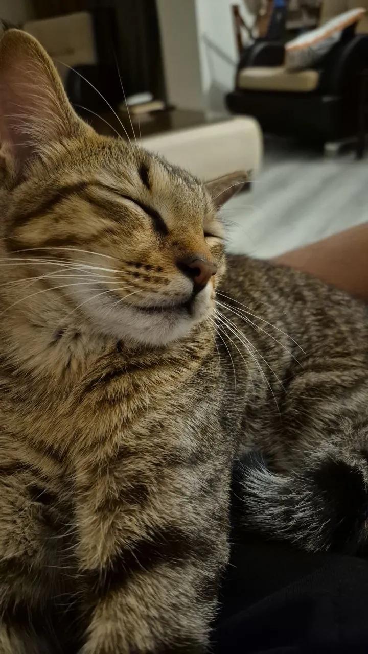 Отдаю кота Paşa в добрые руки