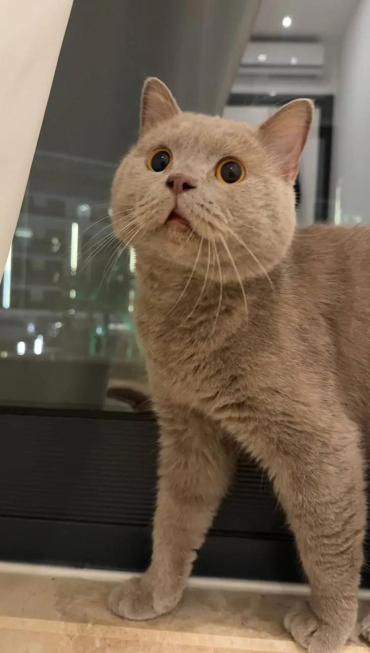Британский кот ищет новый дом