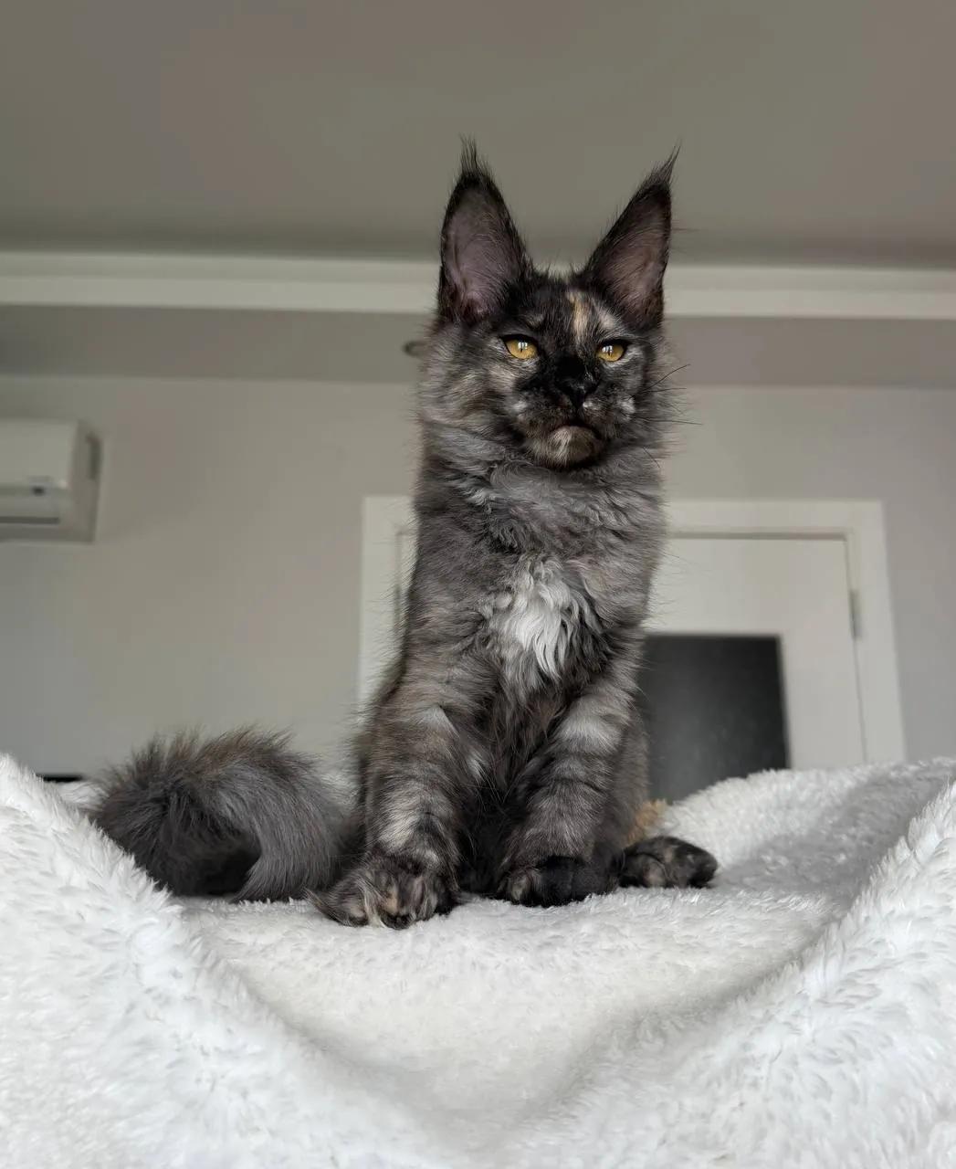 Котёнок мейн-кун чёрный дым, 3.5 месяца