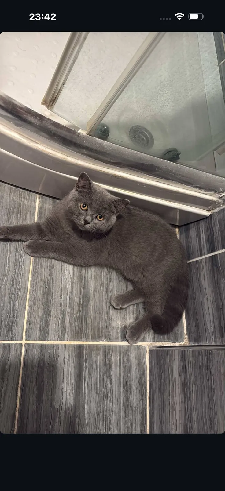 Шотландский котёнок, 5 месяцев, прямоухий 4