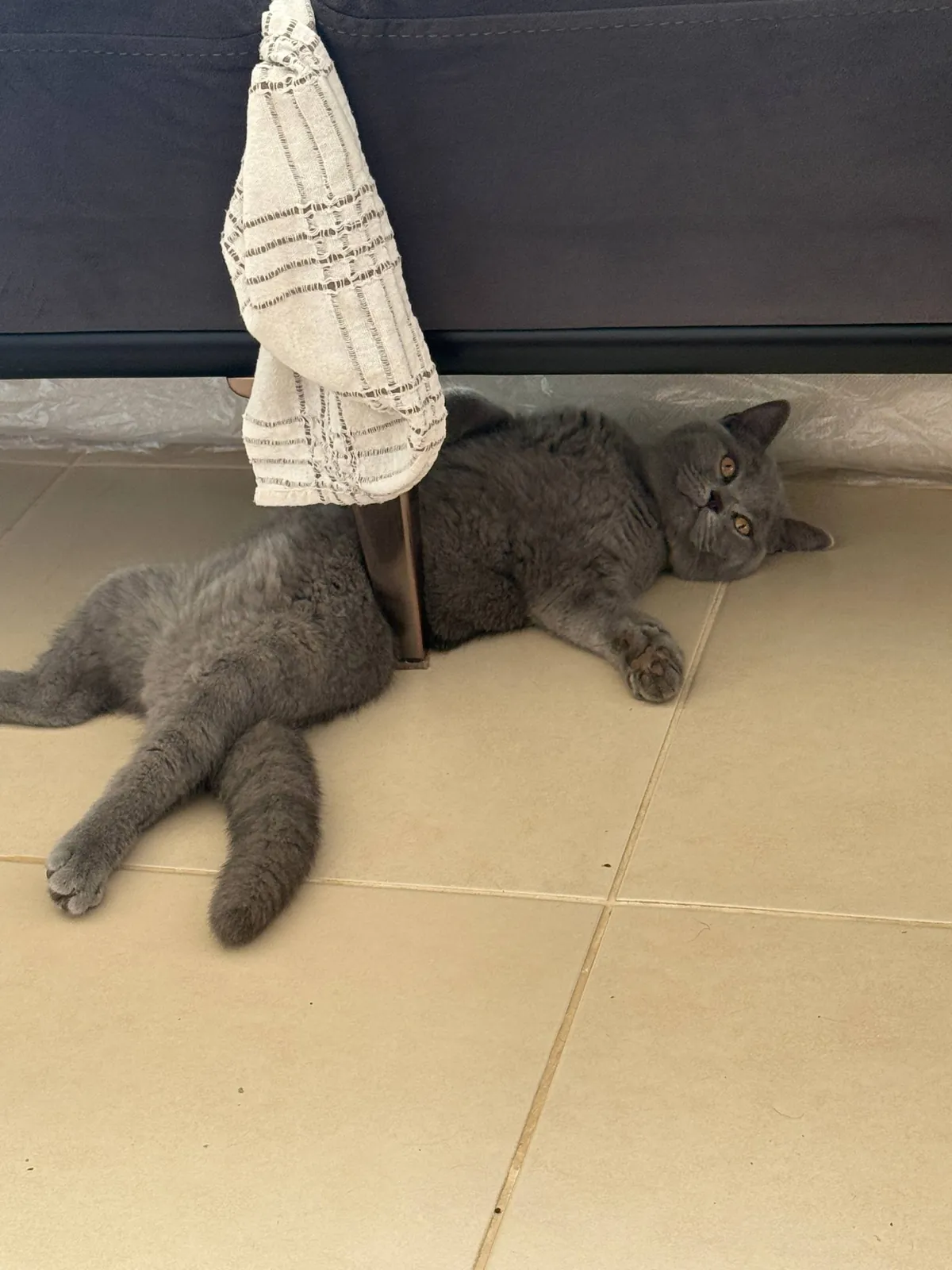 Шотландский котёнок, 5 месяцев, прямоухий 3