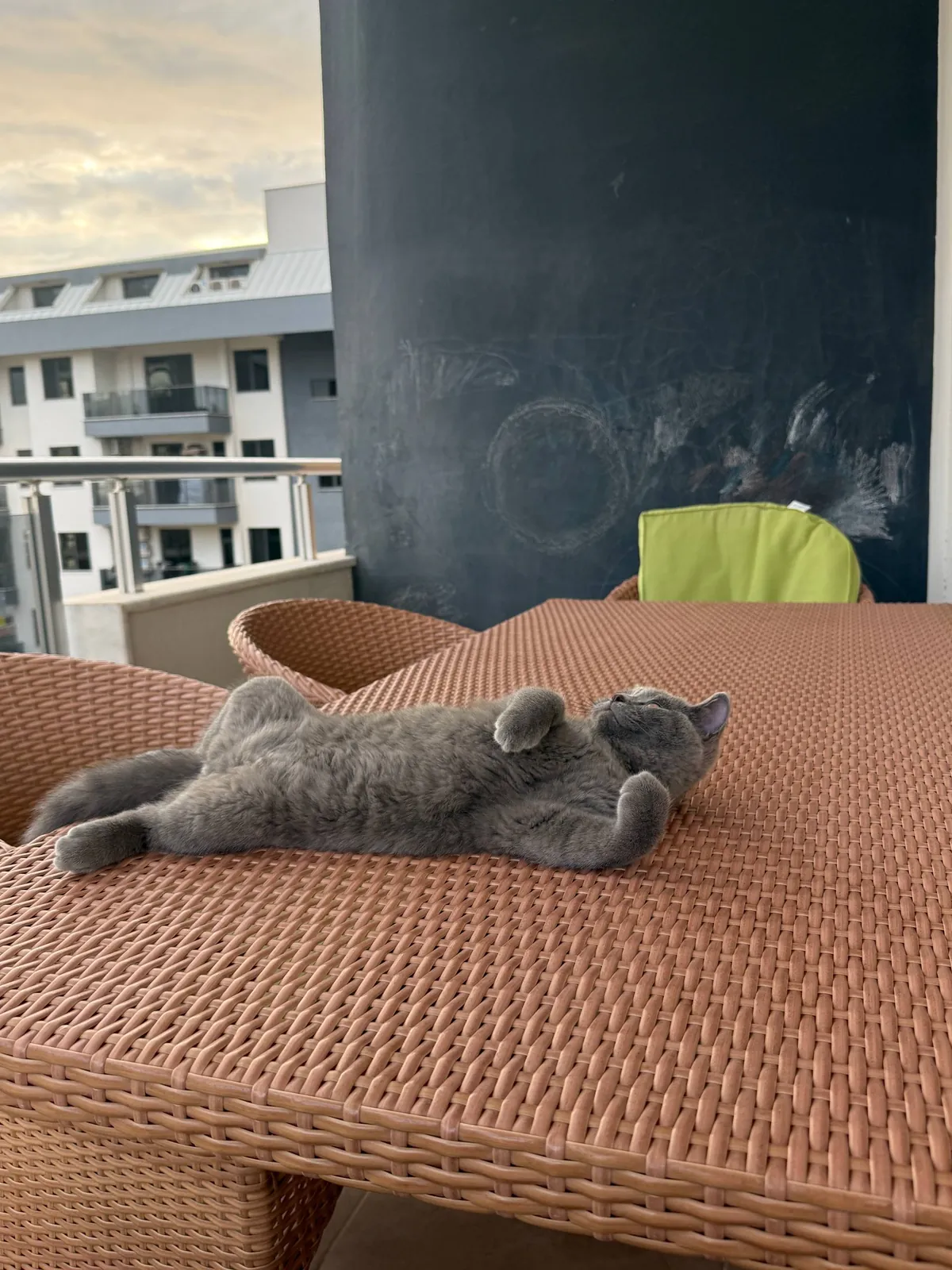 Шотландский котёнок, 5 месяцев, прямоухий 5