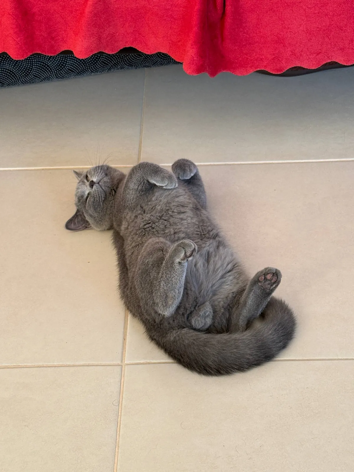Шотландский котёнок, 5 месяцев, прямоухий 2