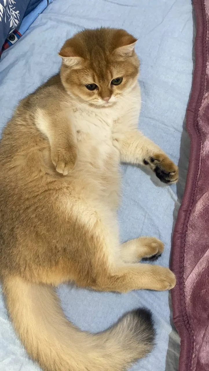 Кот или кошка ищут дом 1