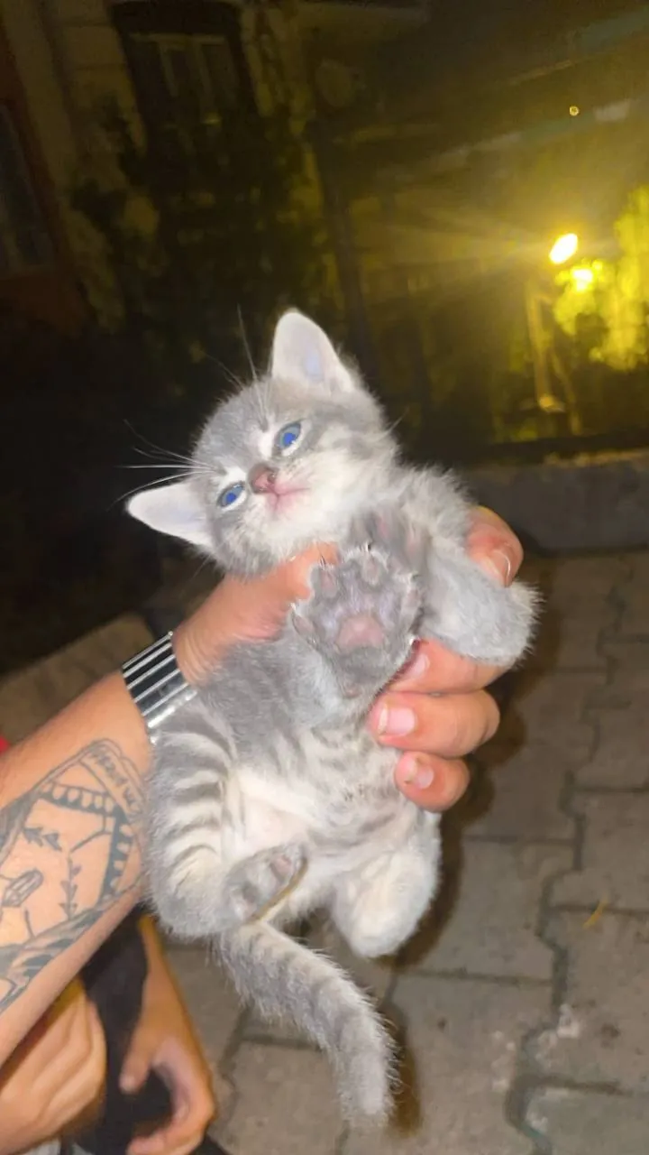 Серый котёнок ищет дом 1