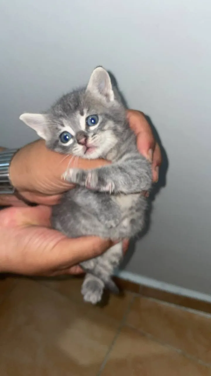 Серый котёнок ищет дом 2