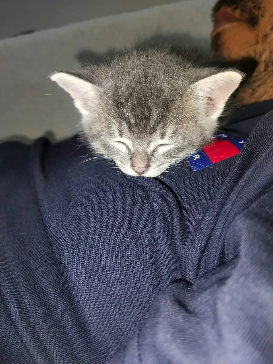 Серый котёнок ищет дом 6