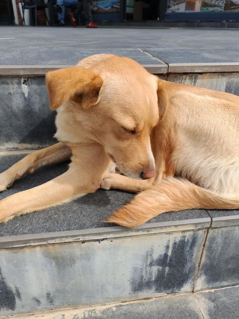Потерявшаяся собака в районе Оба, Аланья 1