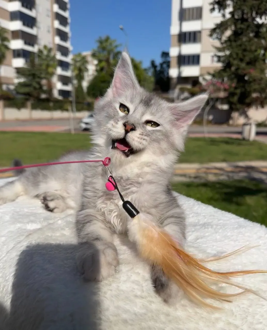 Миниатюра 1