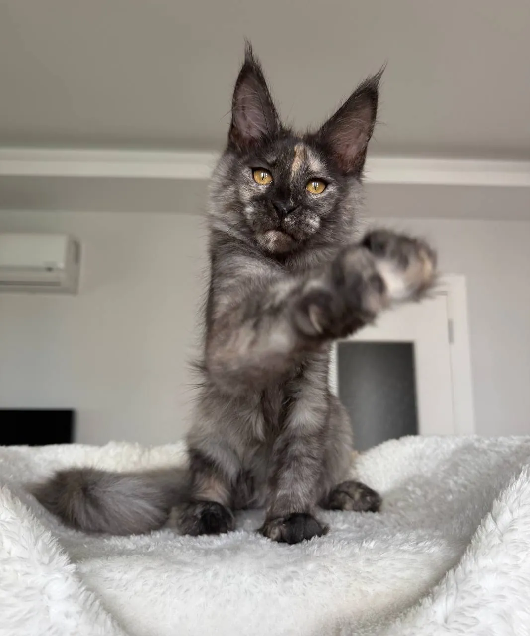 Котёнок мейн-кун девочка дымная черепаха 1