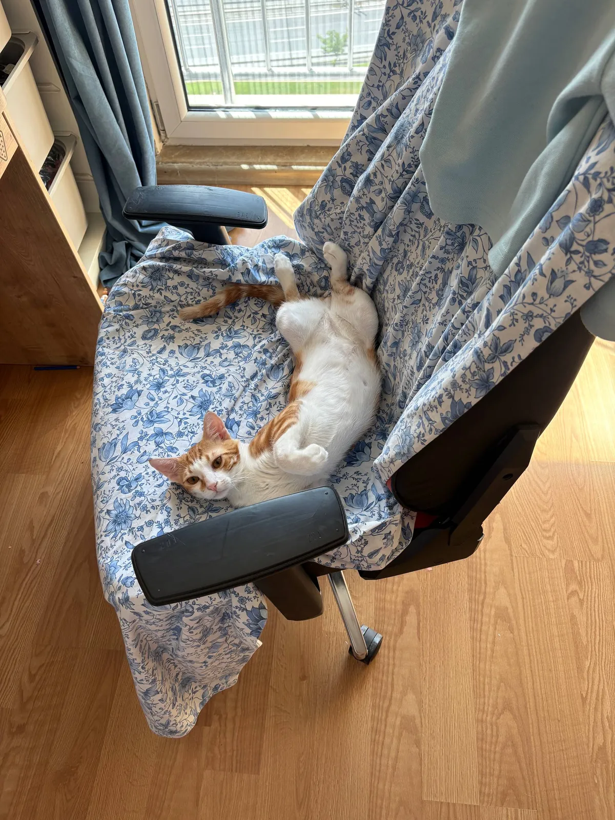 Котёнок, стерилизован, отдаётся в добрые руки 1