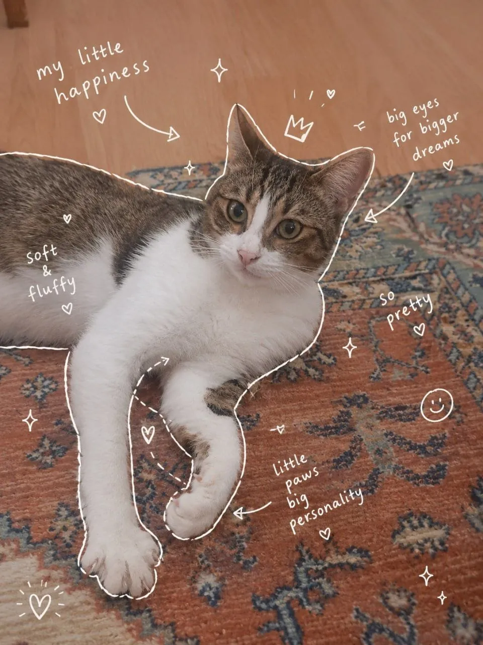 Ласковый котик ищет дом в Стамбуле 1
