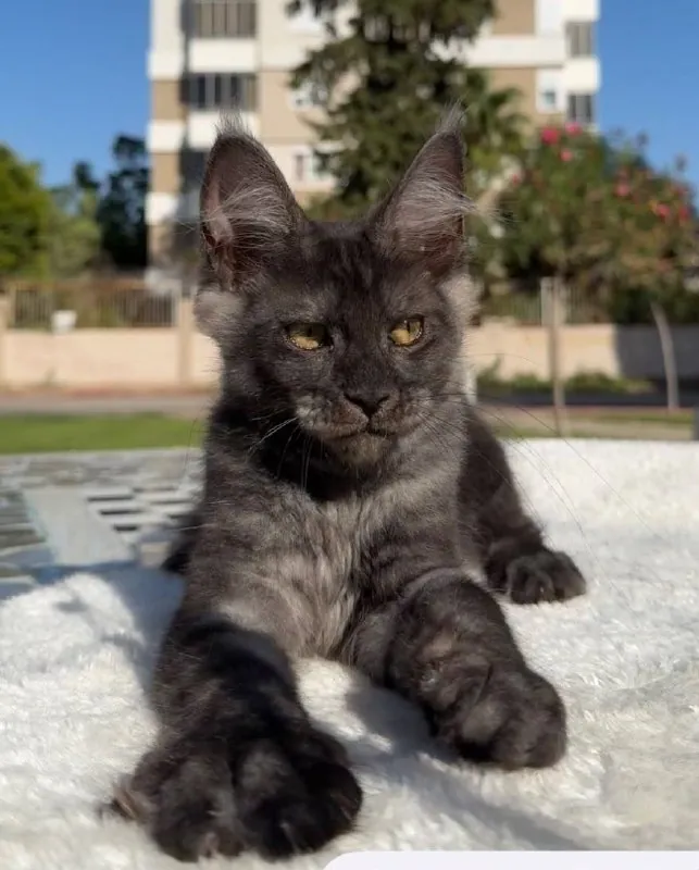 Котёнок мейн-кун мальчик, дымчатый окрас 1