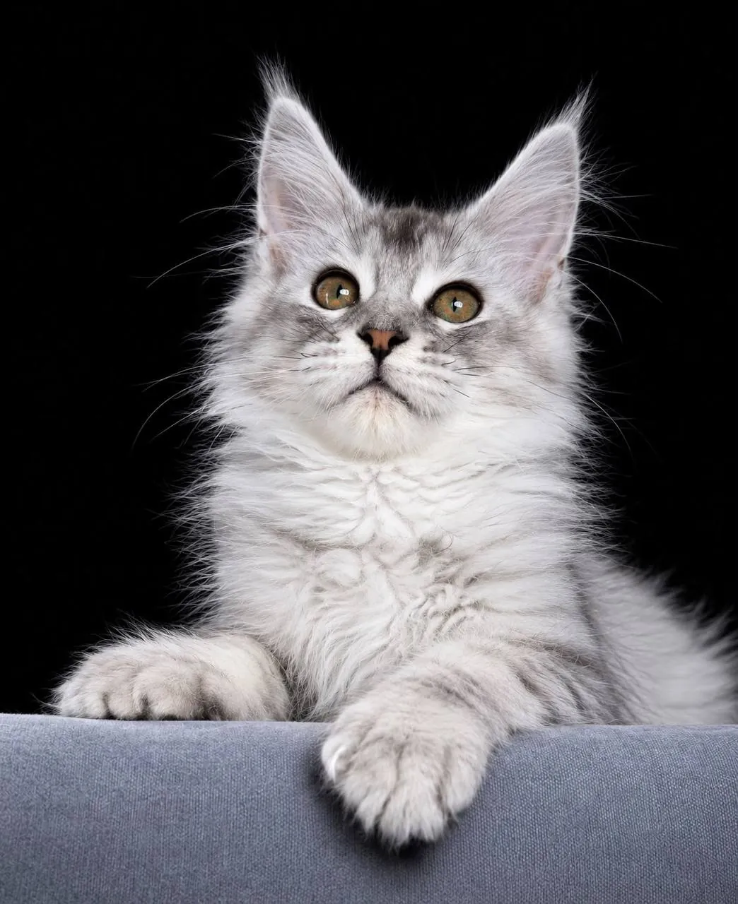 Котёнок мейн-кун, мальчик 1