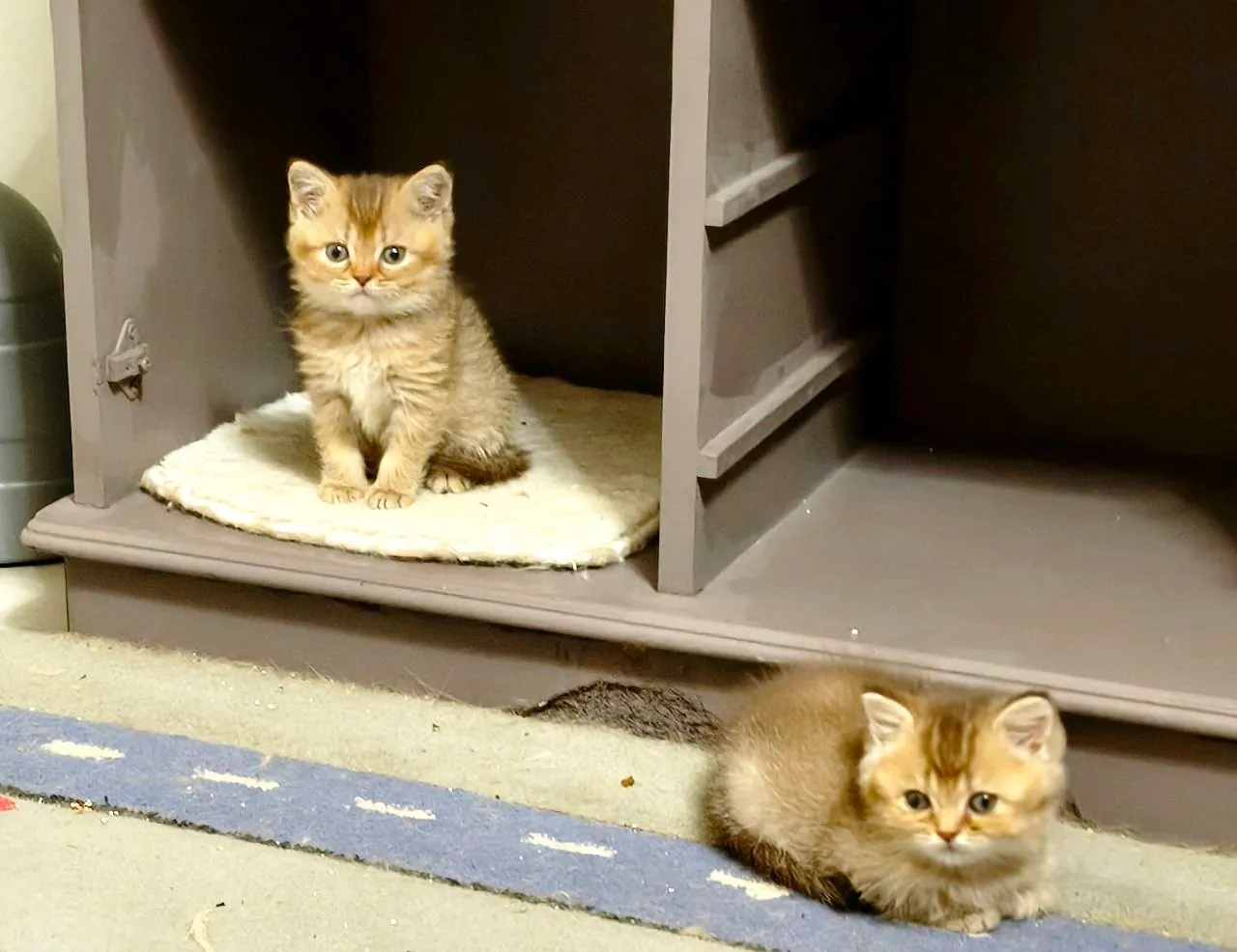 Британские котята, мальчики и девочки 3