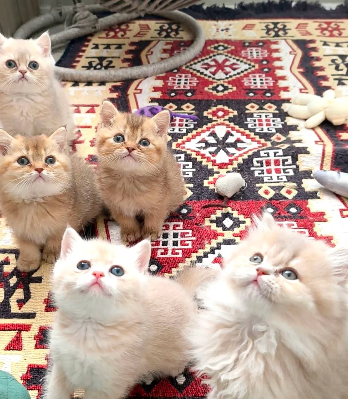 Британские котята, мальчики и девочки 2