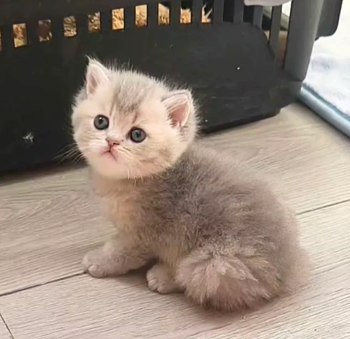Британские котята, мальчики и девочки 1