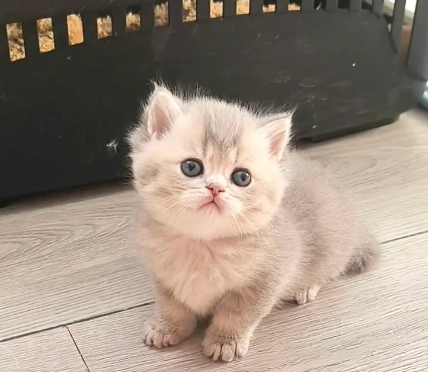 Британские котята, мальчики и девочки 4