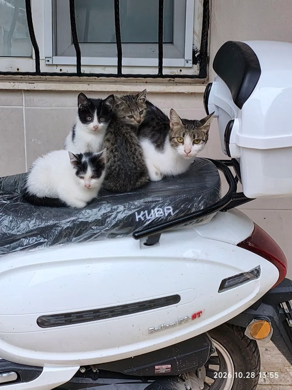 Котята с кошкой-мамой ищут дом в Анталии 1