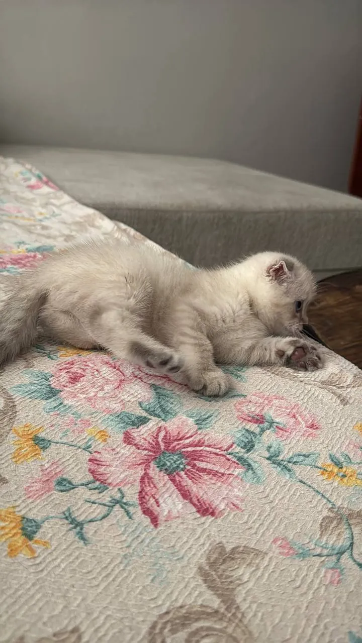 Котёнок шотландской вислоухой ищет дом 4