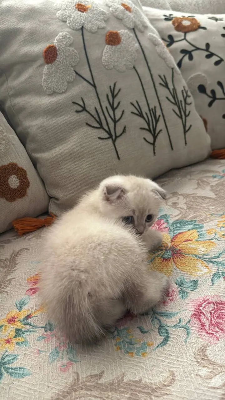 Котёнок шотландской вислоухой ищет дом 2