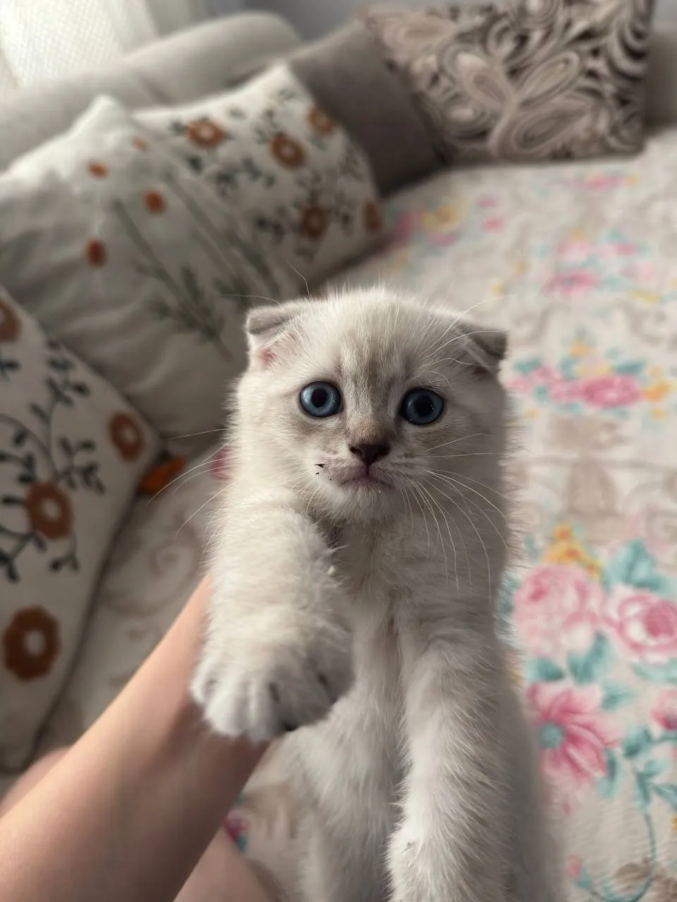 Котёнок шотландской вислоухой ищет дом 5