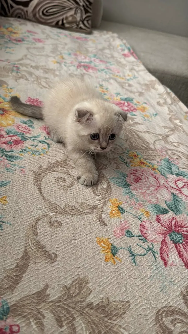 Котёнок шотландской вислоухой ищет дом 1