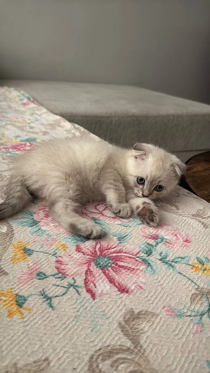 Котёнок шотландской вислоухой ищет дом 6