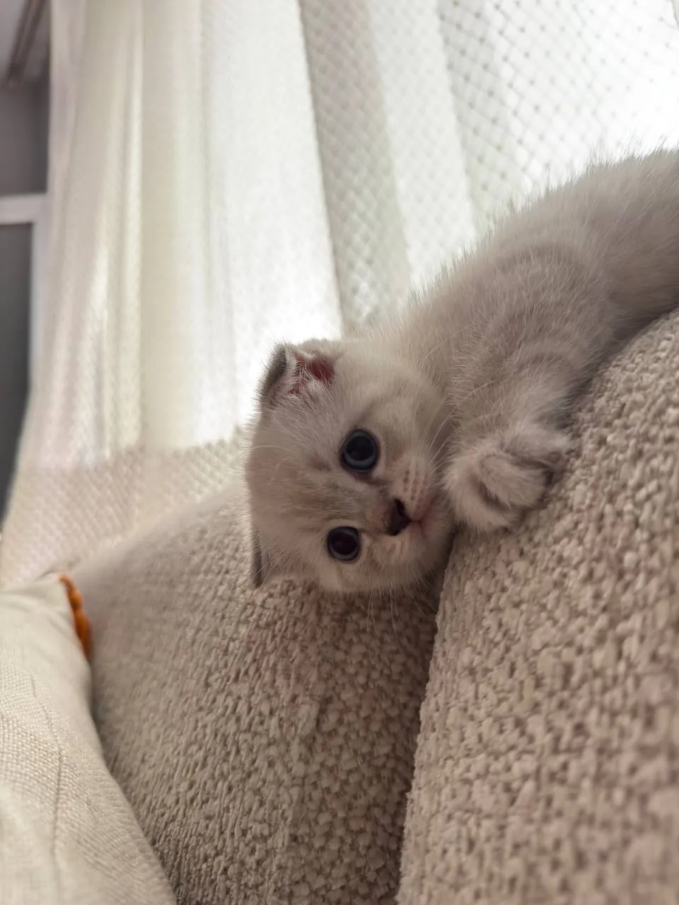 Котёнок шотландской вислоухой ищет дом 7