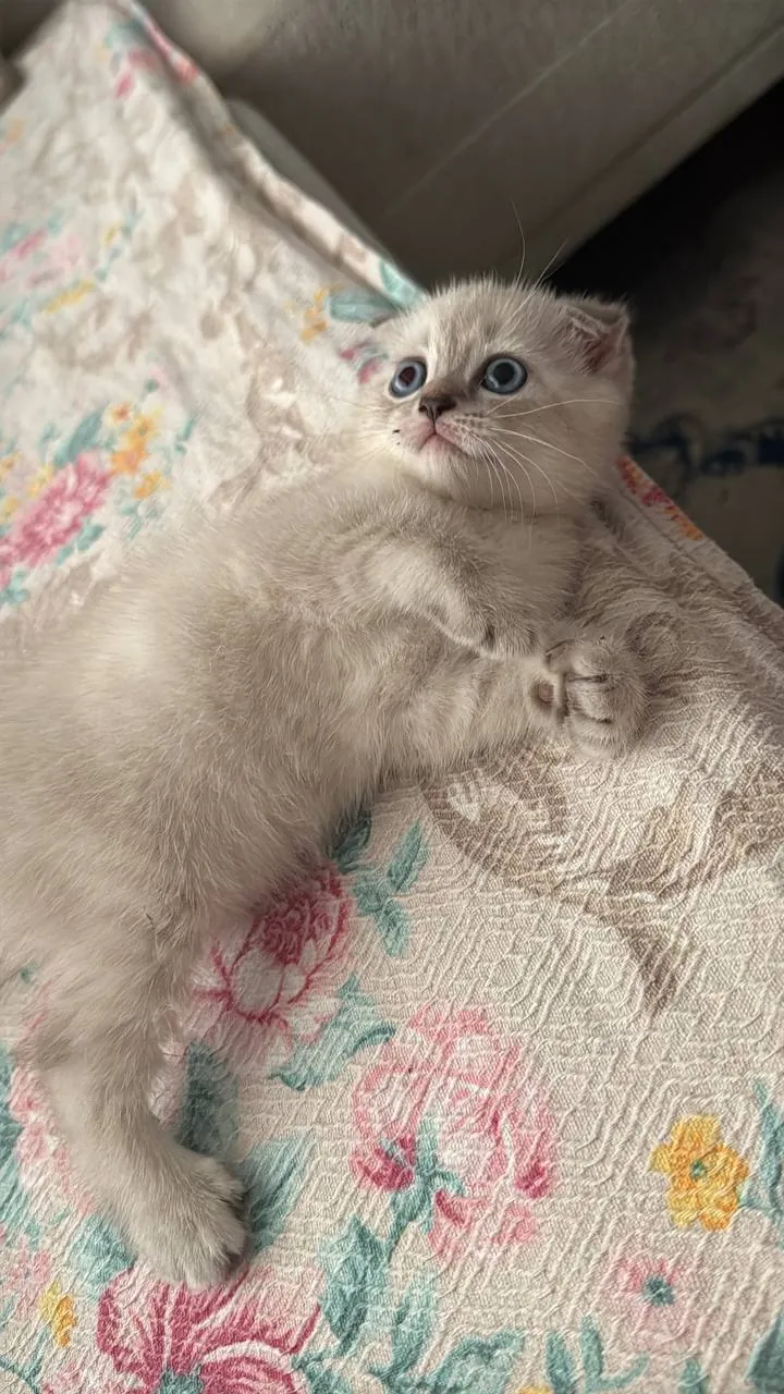 Котёнок шотландской вислоухой ищет дом 3