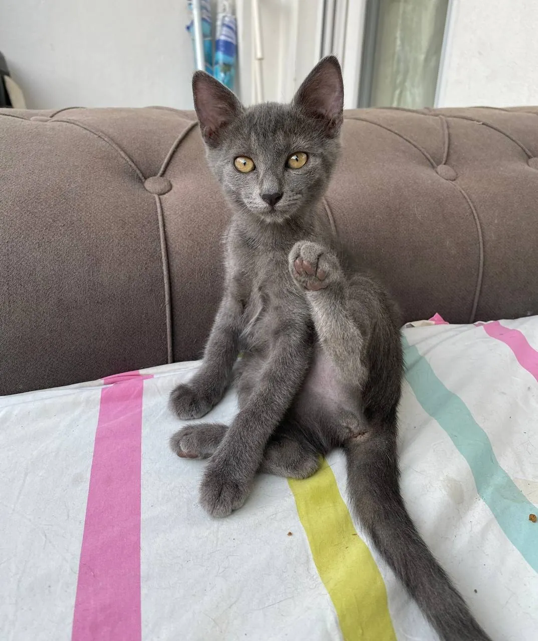 Пропала кошка Сонечка в районе Лиман 4