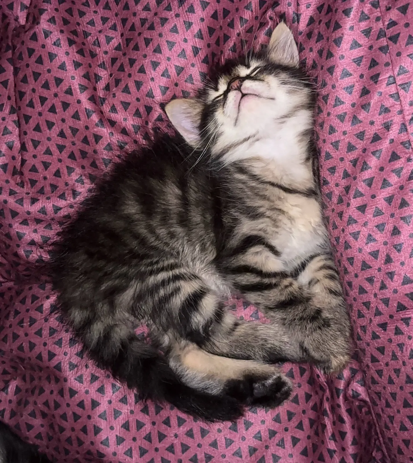 Котята отдаются в добрые руки 1