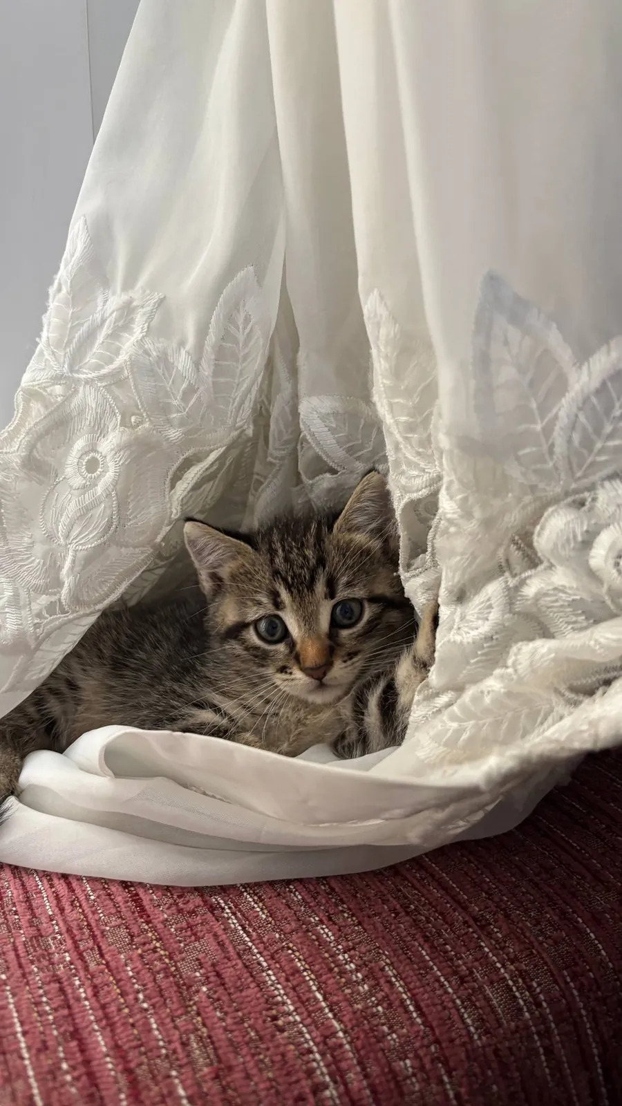 Котята отдаются в добрые руки 2