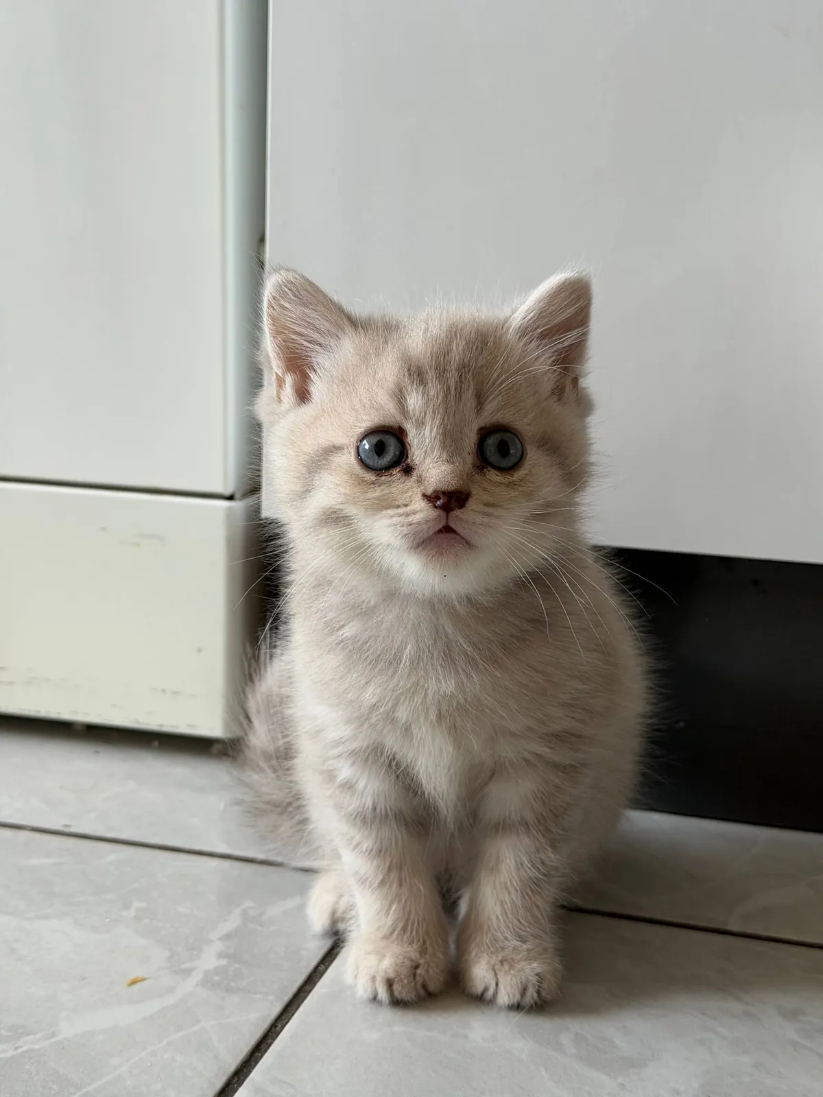 Котята на продажу 1
