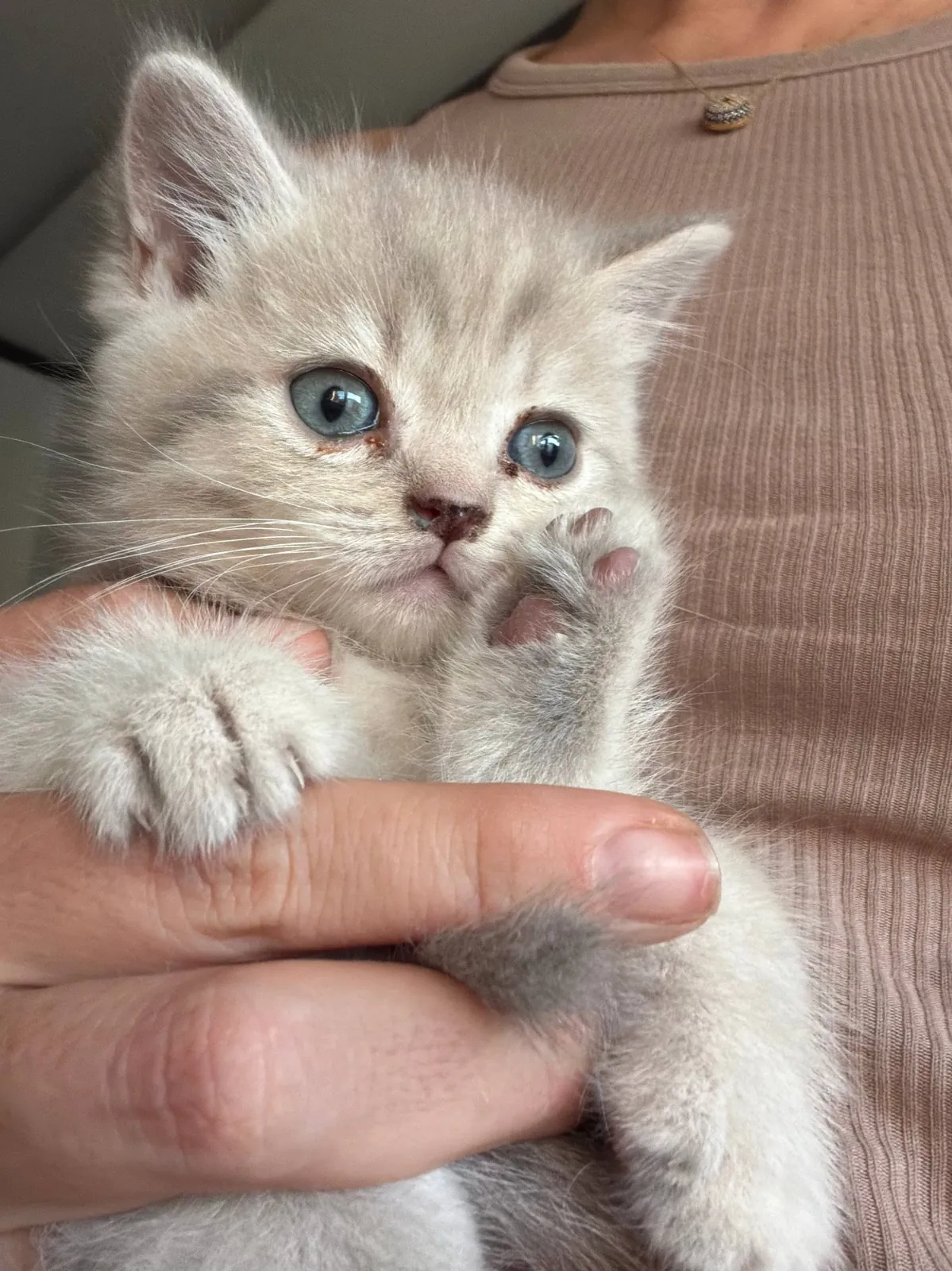 Котята на продажу 2