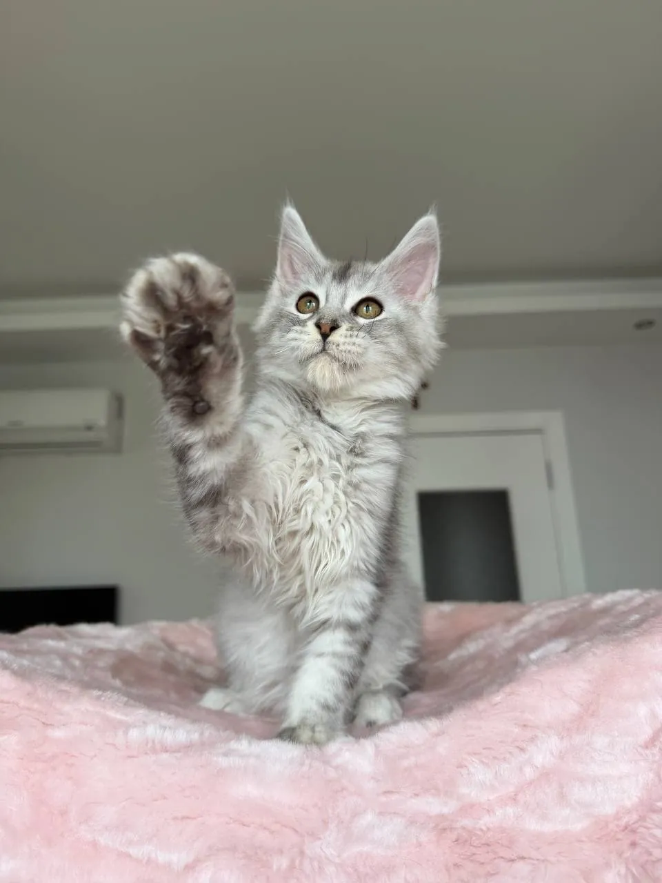 Котёнок мейн-кун мальчик 3 месяца 1
