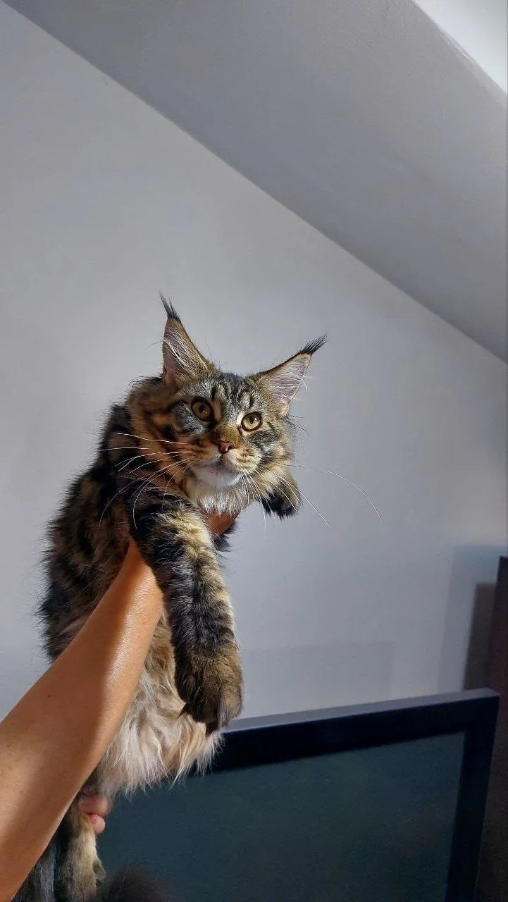 Котёнок мейн-кун, самка, с документами 6