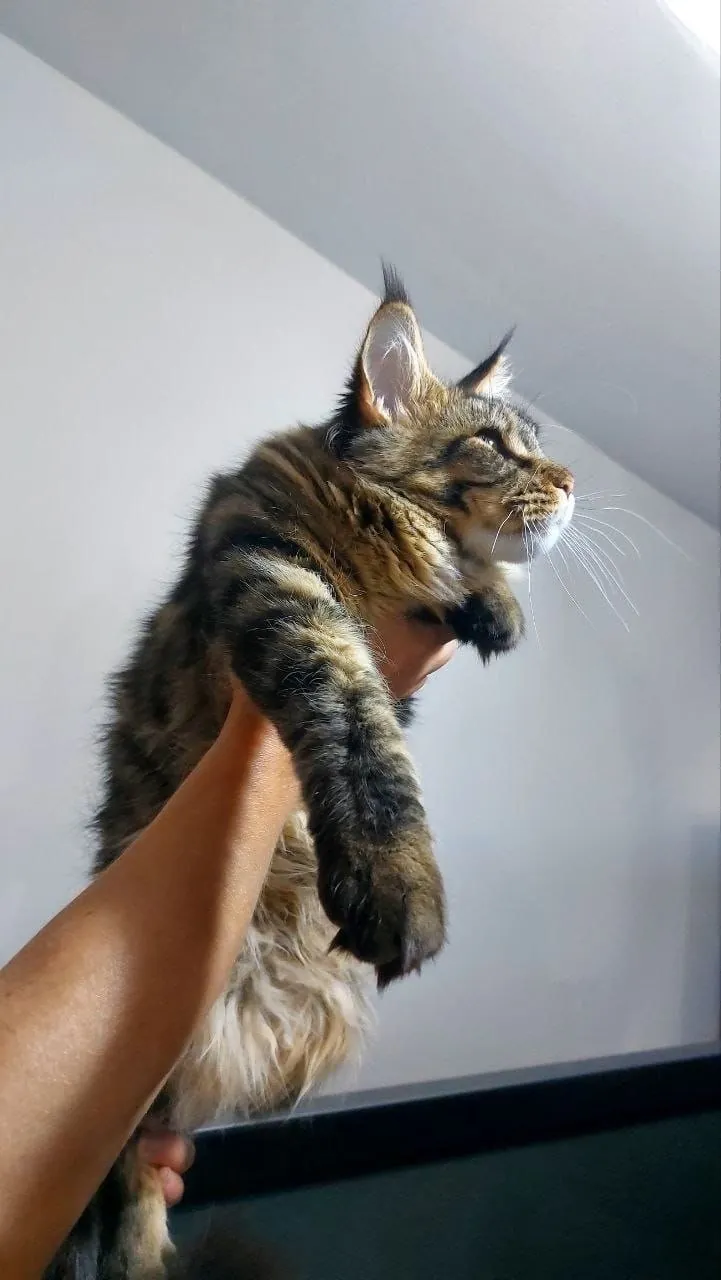 Котёнок мейн-кун, самка, с документами 3