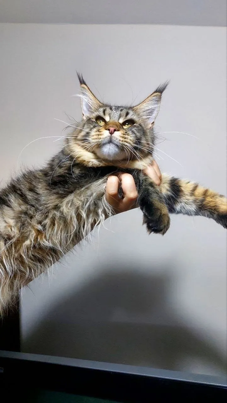 Котёнок мейн-кун, самка, с документами 2
